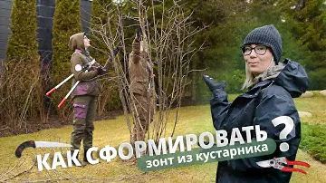 Как сформировать зонт из кустарника?