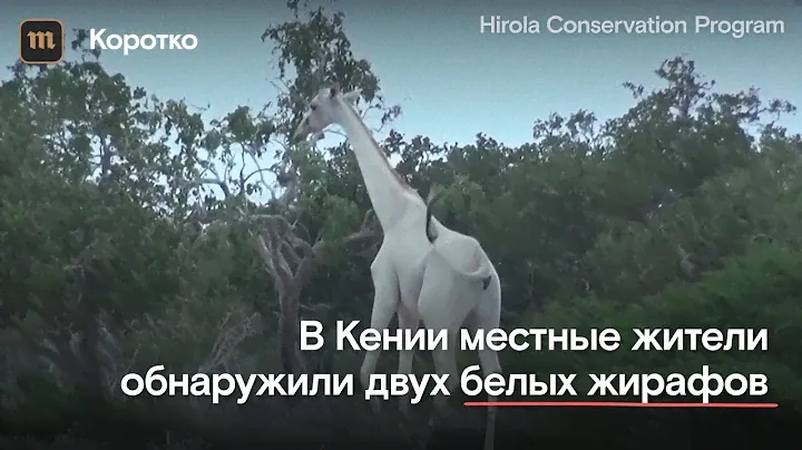 В Кении обнаружили редких белых жирафов