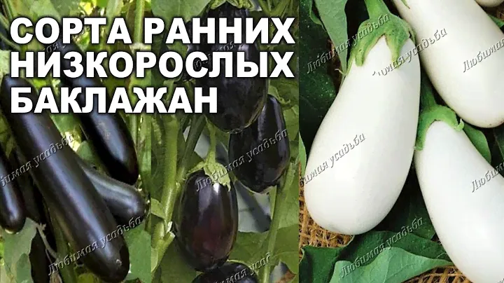 Сорта баклажанов    Обзор 4  низкорослых  интересных сортов ( 2021 )