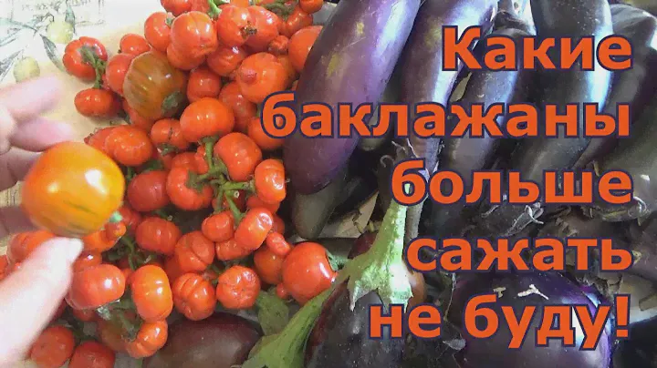Какой сорт баклажана мне не понравился и больше не буду его сажать. Сорта и гибриды баклажанов.