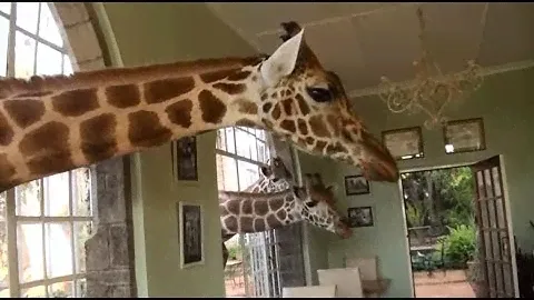 Усадьба жирафов в Кении. Отель Giraffe Manor.