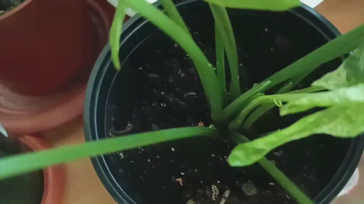 Парадоксальный Мотленд #сингониум 🌿  Или каждому цветку 🌿🌺 своë место .