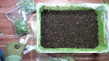 Как укоренить 100, 300 черенков в ящике - мини теплице. #chrysanthemumflower #chrysanthemum