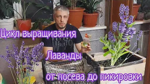 Лаванда из семян в домашних условиях без стратификации.