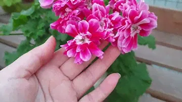 Ю Домна Белотелова