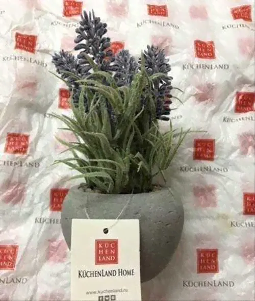 Лаванда в горшке Kuchenland