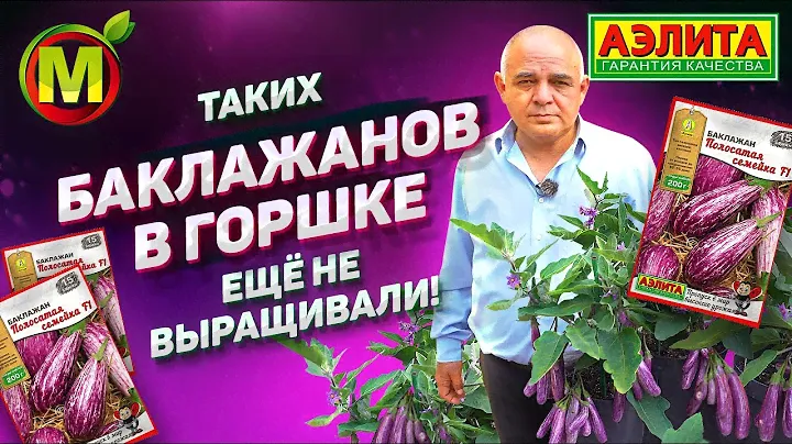Полосатый Длинный Баклажан. Гибрид Баклажанов Полосатая Семейка F1